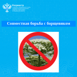 Совместная борьба с борщевиком